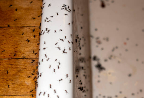 Wendover, UT Pest Control Company